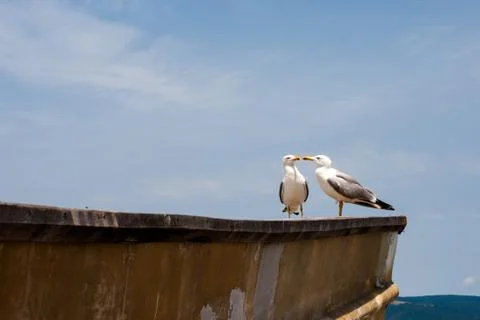 Sea gulls Stock Photos