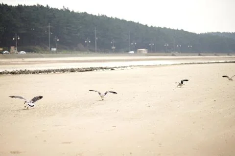 Sea gulls Stock Photos