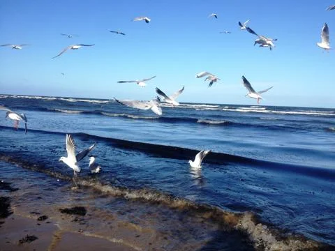 Sea, gulls Stock Photos