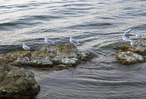 Sea gulls Stock Photos