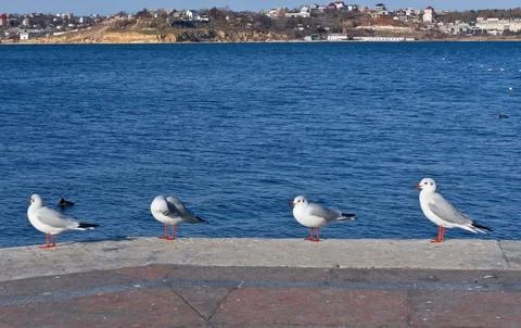 Sea gulls Stock Photos