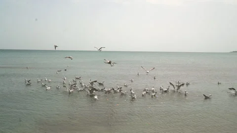 Sea gulls picking up bread pieces thrown to sea, jk01 Stock Footage 259563168
