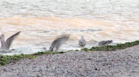 Sea Gulls Playing Stock Footage 46125600