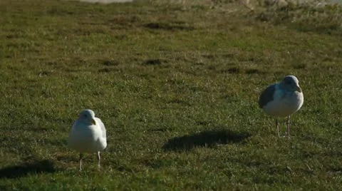 Sea Gulls playing on the grass. Video stock 12364848