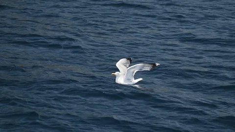 Sea gulls slow motion Stock Footage