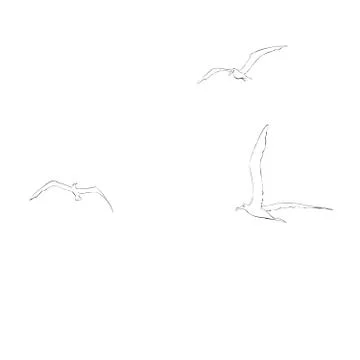 Sea gulls soar in the sky Stock Illustration