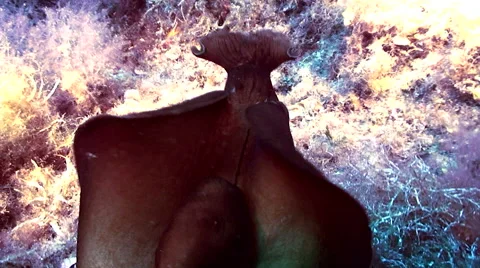 Sea hare browsing and feeding on reef, close shot Video stock 42889165