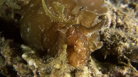 Sea Hare Eating Algae By Night, Front View, Close-Up Stock Footage 97028854