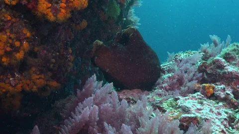 Sea hare feeding on pink soft coral Stock Footage 71087679