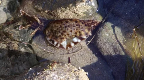 Sea Hare Stock Footage 57716179