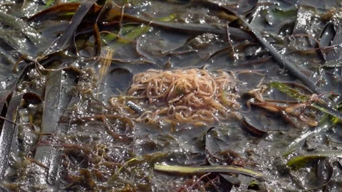 Sea hare laying in the low tide - 66 Stock Footage 310049144