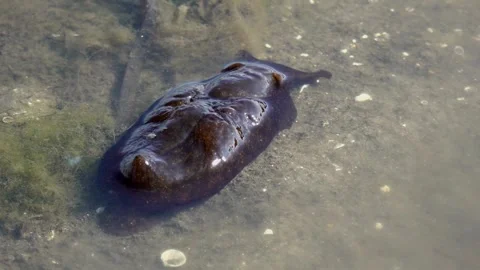 Sea hare mooving in the water - 64 Stock Footage 310049129