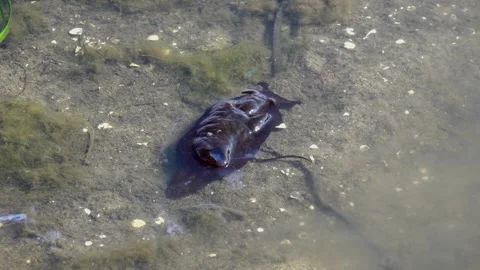 Sea hare moving under the water - 58 Stock Footage 310049118