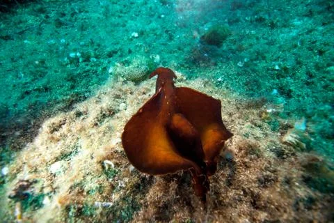 Sea hare Foto stock