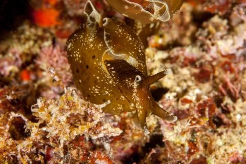 Sea hare Stock Photos