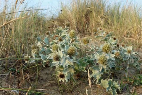 Sea holly on sand dune Stock Photos