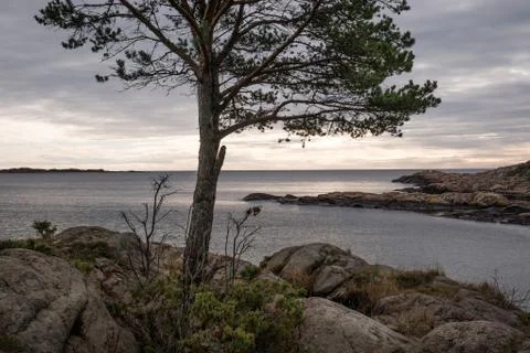 Sea horizons tree Stock Photos