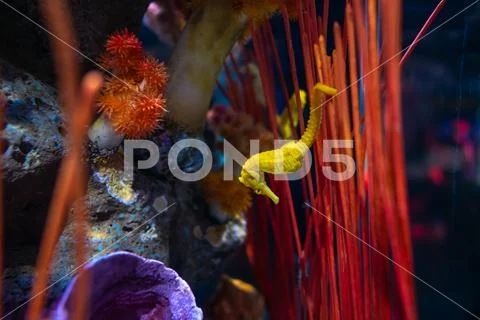 Sea horse in aquarium. These seahorses live in the warm seas around Indonesia Stock Photos