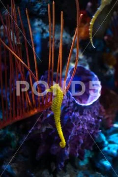 Sea horse in aquarium. These seahorses live in the warm seas around Indonesia Stock Photos