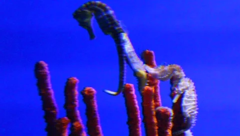 Sea Horse Stock Footage 5274627
