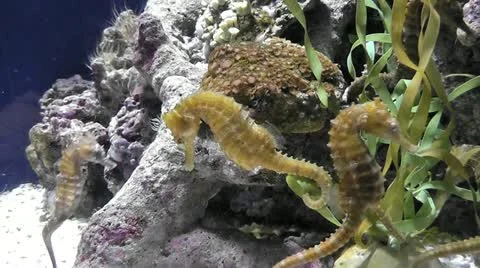 Sea horse Stock Footage 10843635