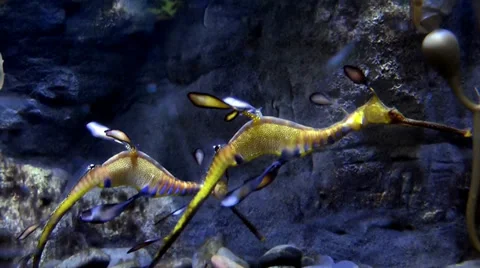 Sea Horse Stock Footage 39588179