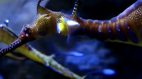 Sea horse Stock Footage 39588347