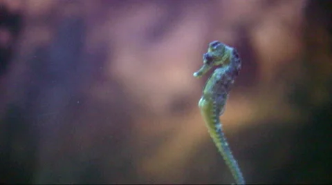 Sea horse. Stock Footage 44559156