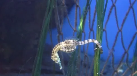 Sea horse underwater Stock Footage 57463232