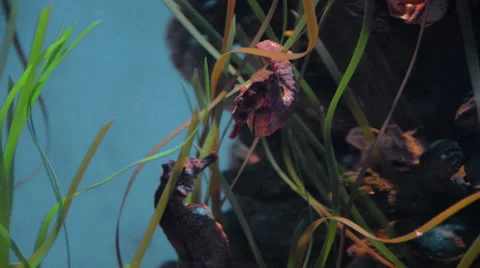 Sea Horses 01 Stock Footage 40028155