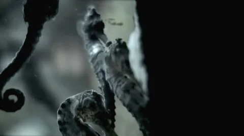 Sea horses closeup. Stock Footage 44559109