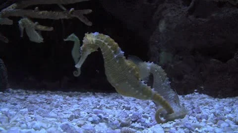 Sea Horses Mating Video stock 14518447