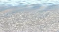 Sea Ice on Gentle Waves in the Evening 1 HD Footage