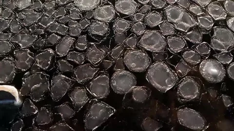 Sea Ice2 Stock Footage 161886240