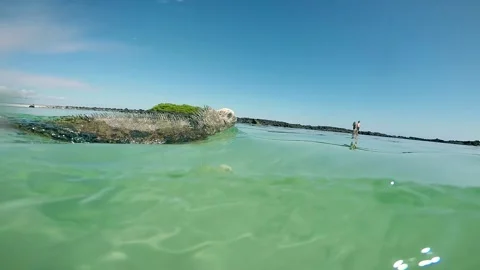 Sea Iguana swimming in Galapagos Islands Stock Footage