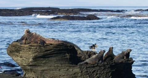 Sea iguanas sunbathing while a Darwin's finches bird lands on them. Stock Footage 275893392