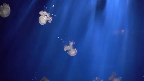 Sea inhabitants Jellyfish behind the Glass of Aquarium Genova Italy Stock Footage