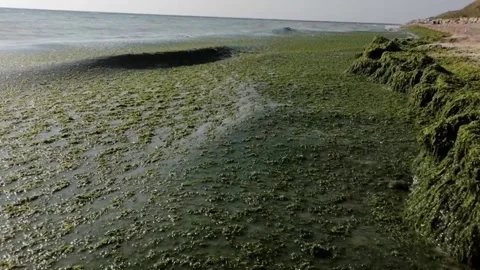 The sea invaded by algae Stock Footage 141034185