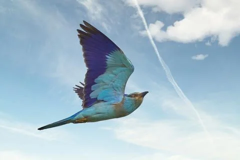 Sea jay in flight Stock Photos