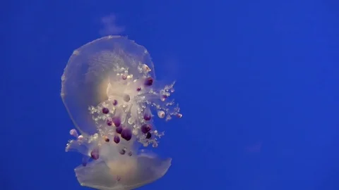 Sea jelly 01 Stock Footage 83098032