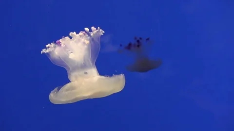 Sea jelly 02 動画素材 83098031