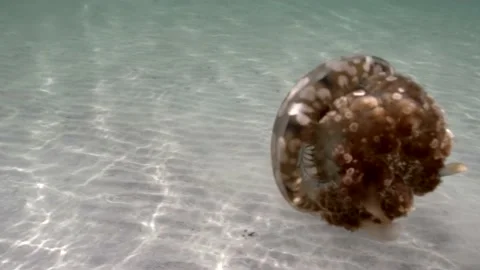 Sea Jelly Floating Above Sandy Sea Bottom. underwater, slow motion Stock Footage 201280839