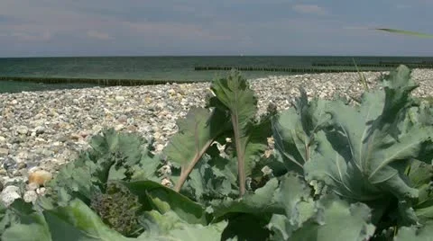 Sea Kale on the Beach - Crambe maritima - Baltic Sea, Northern Germany Stockbeeldmateriaal 12573809