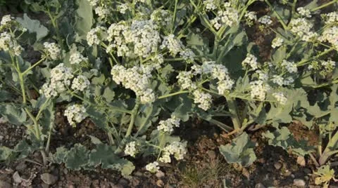 Sea kale (Crambe maritima) Stock Footage 18078487