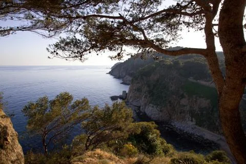 Sea landscape with pine Stock Photos