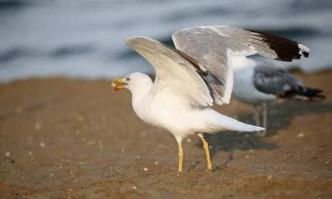 By the sea a large seagull eats a piece of bread on the sandy beach 写真素材