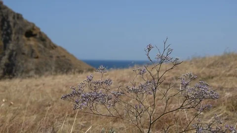 Sea-lavender Stock Footage 94179116