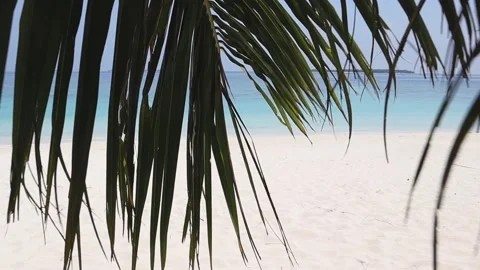 Sea Leaf Maldives Stock Footage 170116876