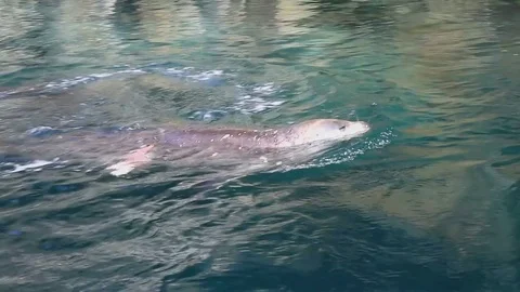 Sea leopard attacking a young crabeater seal Video stock 71295231