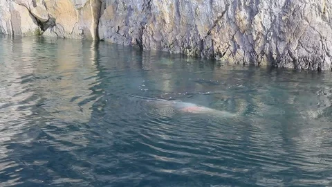 Sea leopard that attacks a not large young crabeater seal Video stock 99507876